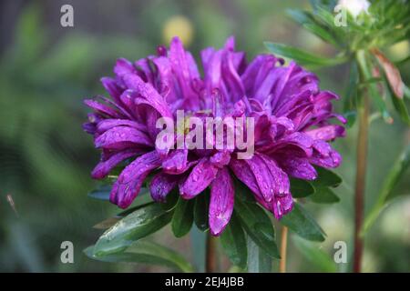 Erstaunliche Fliederblüte Nahaufnahme Bild Stockfoto