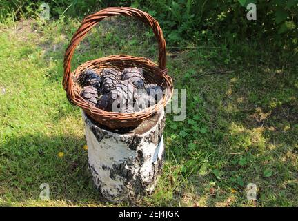 Nahaufnahme der Zedernkegel in einem Korbkorb auf einem Birkenstumpf. Stockfoto