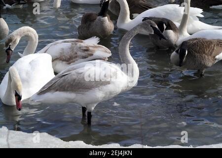 Kanadagans in großer Herde am Hafen für den Winter Stockfoto