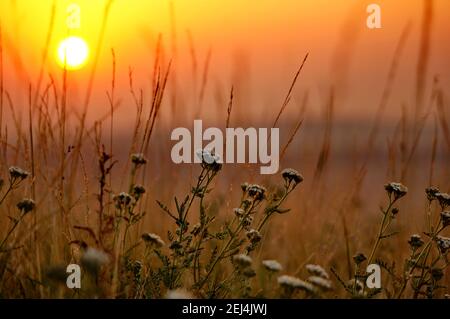 Schafgarbe Blüten (Achillea millefolium) bei Sonnenaufgang Stockfoto