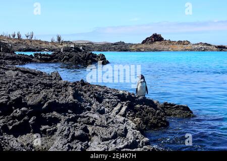 Galapagos Pinguin (Spheniscus mendiculus) an der Vulkanküste, Sombrero Chino Island, Chinesischer Hut, Galapagos, Ecuador Stockfoto