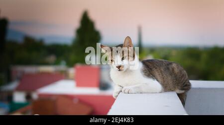 Erwachsene tabby, Mischlingskatze, ruht auf einem hohen Dach. Stockfoto
