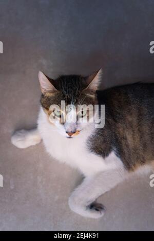 Wunderschöne tabby, gemischte Rasse junge Katze. Studio-Porträt. Draufsicht. Stockfoto