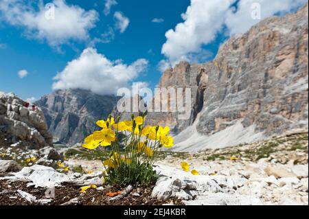 Gelber Alpenmohn oder Rhätischer Alpenmohn (Papaver alpinum subsp. Rhaeticum), Dolomites High Trail 1, Felswand Zimes de Fanes, Dolomiten, Süd Stockfoto