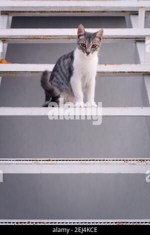 Niedliche, junge tabby Katze, die auf den Stufen einer Metalltreppe sitzt. Stockfoto
