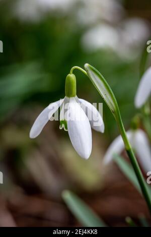 Ein Nahaufnahme-Foto einer zarten Schneeglöpfenblume in Spätwinter Stockfoto