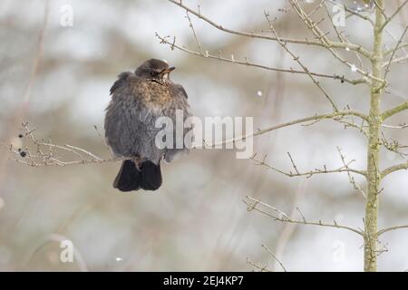 Amsel (Turdus merula), weiblich, auf Ast sitzend, Schneefall, Hessen, Deutschland Stockfoto