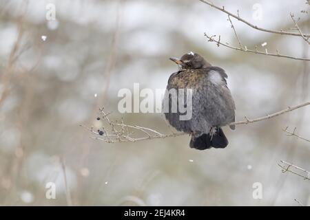 Amsel (Turdus merula), weiblich, auf Ast sitzend, Schneefall, Hessen, Deutschland Stockfoto