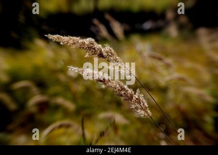 Makrobild von Weizenohren, die im Herbst funkeln. Stockfoto
