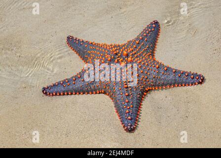 Mehrfarbiger Knobbed Starfish - Pentaceraster mamillatus, schöne große farbige Seestar von afrikanischen Riffen und Küsten, Sansibar, Tansania. Stockfoto