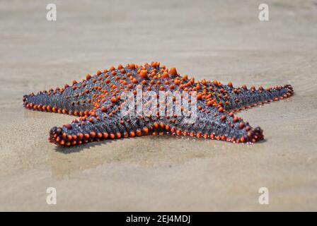 Mehrfarbiger Knobbed Starfish - Pentaceraster mamillatus, schöne große farbige Seestar von afrikanischen Riffen und Küsten, Sansibar, Tansania. Stockfoto