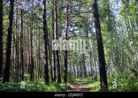 Der unbefestigte Weg im grünen Wald ist kaum sichtbar. Auf beiden Seiten sind Kiefern und Birken. Der blaue Himmel scheint durch die Bäume. Stockfoto