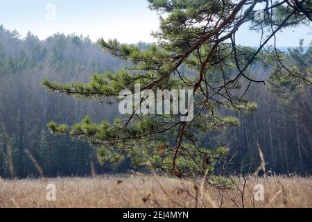 Ein zum Boden gebogener Kiefernzweig, der das trockene Herbstgras berührt. Im Hintergrund die schwarze Wand des Waldes. Stockfoto