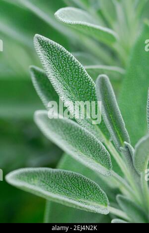 Salbei, Sorte albiflora, Salbei (Salvia officinalis) Stockfoto