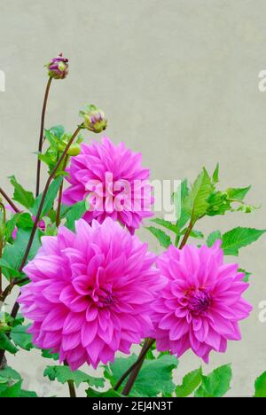 Dahlia spec., Sorte Rosa-Violett dekorativ Stockfoto