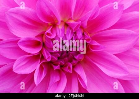 Dahlia spec., Sorte Rosa-Violett dekorativ Stockfoto