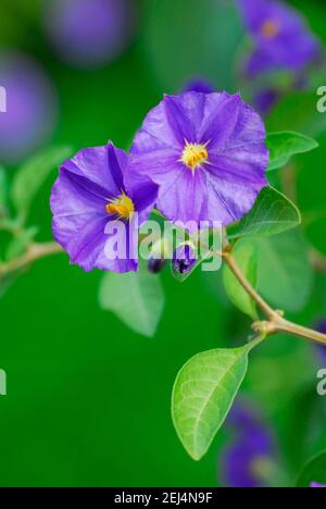 Blaue Kartoffelbuchse (Solanum rantonnetii) Stockfoto