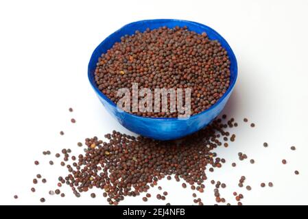 Senfgrün (Brassica juncea) Senfkörner Stockfoto