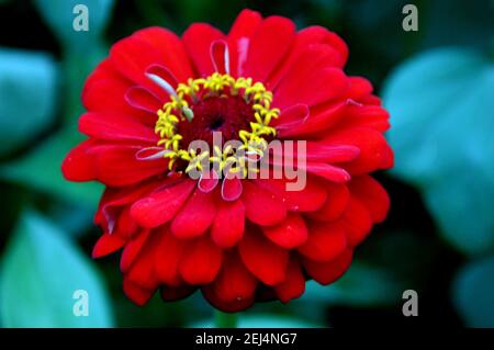 Helle schöne Blume mit roten Blütenblättern mit einem kastanienbraunen Kern und gelbem Staubring. Stockfoto