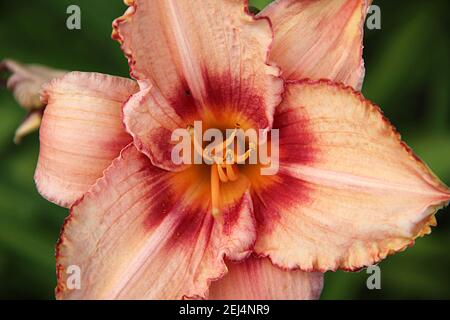Blick von oben auf eine wunderschöne rosa Blume aus der Nähe. Rosa gewellte Blütenblätter und sanfter gelber Kern mit Staubgefäßen. Stockfoto