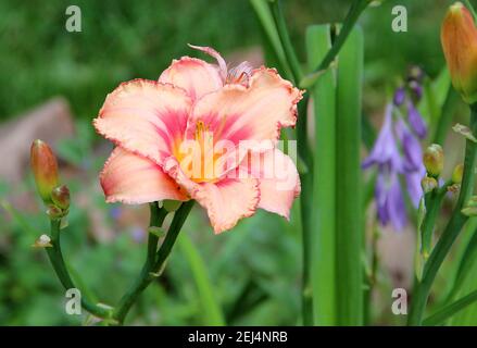 Vorderansicht auf einer wunderschönen rosa Blume Nahaufnahme. Rosa gewellte Blütenblätter und sanfter gelber Kern mit Staubgefäßen. Stockfoto