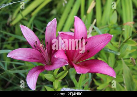 Zwei erstaunliche rosa Blüten öffnen ihre Blütenblätter unter der Sommersonne. Stockfoto