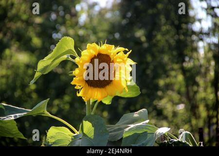 Nahaufnahme der Sonnenblume mit großen grünen Blättern auf einem stabilen grünen Stiel. Stockfoto