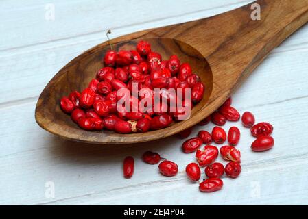 Getrocknete Berberisbeeren (Berberis vulgaris) in Holzlöffel Stockfoto