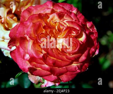 Blick von oben auf eine helle Rosenblüte mit roten und leicht gelben Blütenblättern. Stockfoto