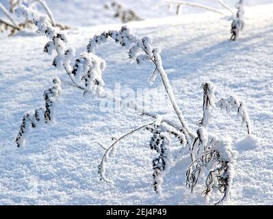 Halme der Klette mit seinen Stacheln mit Schnee aus nächster Nähe bedeckt. Die Schneekristalle funkeln weiß und blau. Stockfoto