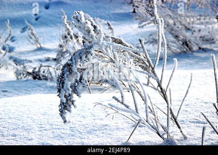 Stängel der Klette mit ihren Dornen biegen sich unter dem Schneehöhe ab. Die Schneekristalle funkeln weiß und blau. Stockfoto