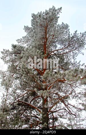 Hohe Latschenkiefer streckt sich senkrecht nach oben, in den Himmel. Die Zweige funkeln ihre Nadeln mit solchem silbernen Licht unter dem Wintersonnenschein. Stockfoto