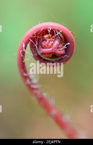 Früher roter Pfauenradafarn (Adiantum pedatum japonicum) Stockfoto