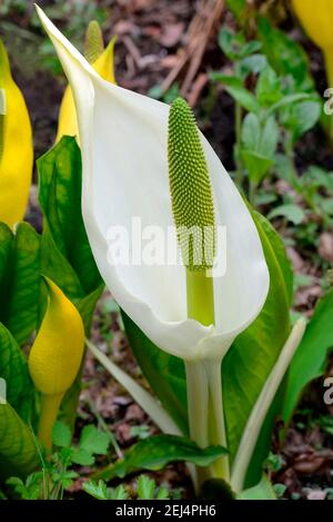 Asiatischer (Lysichiton camtschatcensis)-Skunk-Kohl Stockfoto