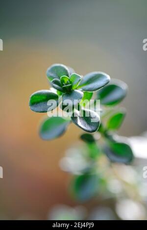 Silber Thymian, Zitrone Thymian (Thymus citriodorus) Sorte Silber Königin Stockfoto