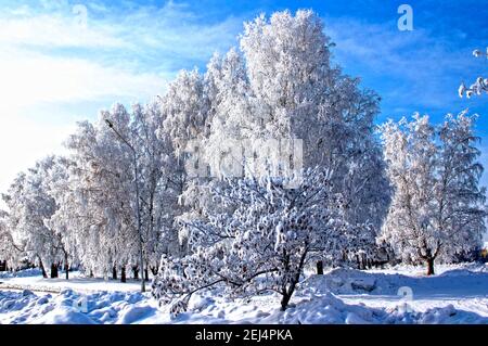 Schnee auf den Ästen funkelt unter der Sonne. Der Boden unter den Bäumen in Schneedecken gehüllt. Und unglaublichen Himmel mit Farben von hell. Stockfoto