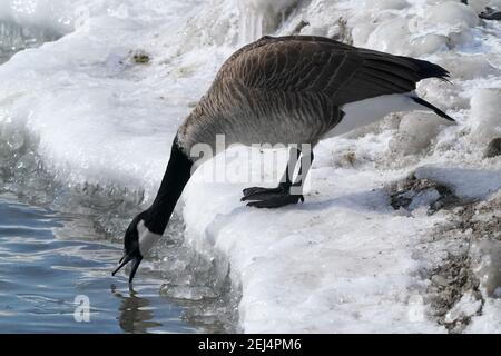 Schneeammern im Schnee einzelne Mitglieder der Herde Stockfoto