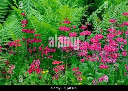 Japanische Bodenkerze (Primula japonica) Stockfoto