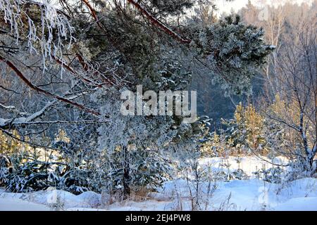 Ein Zweig der großen Kiefer hängt über den jungen Trieben im Winterwald. Stockfoto