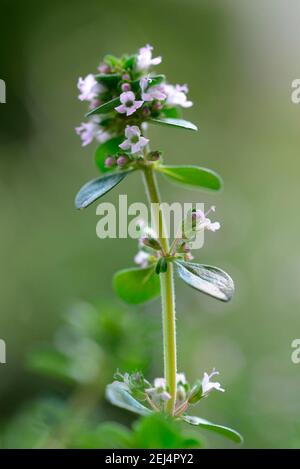 Zitrone Thymian (Thymus citriodorus) Sorte Silber Königin Stockfoto