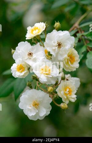 Rambler Rose, Variety Rambling Rector, Hill 1912 (Pink multiflora- Hybr.) Stockfoto