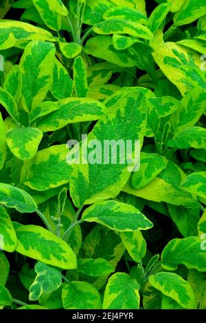 Salbei (Salvia officinalis) Sorte Aurea Stockfoto