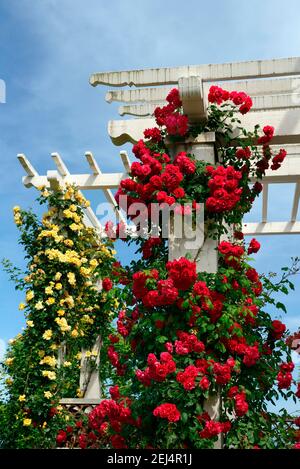 Kletterrosen, Sorten Paul's Scarlet Climer und Mme P.S. ( W.Paul 1916) Dupont ( Mallerin 1929) , Rosengarten, Parc de la Grange, Genf, Kanton Stockfoto