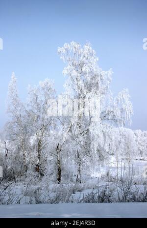 Der Frost auf den Birkenkätzchen funkelt hell, und der dunkelviolette Himmel steht im Kontrast. Stockfoto