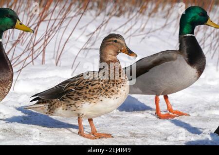 Leukistik Mallard Enten am See im Winter Stockfoto