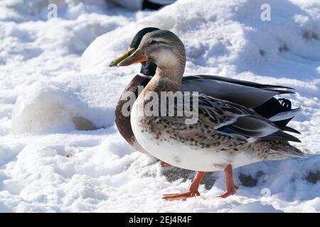 Leukistik Mallard Enten am See im Winter Stockfoto