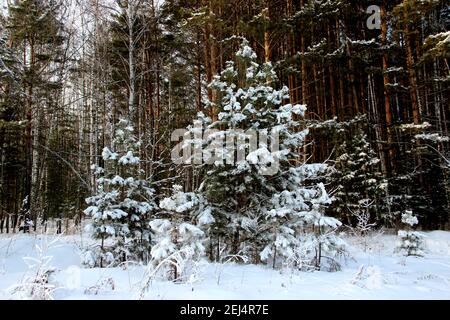 Kleine Tannen mit Schnee und Wald im Hintergrund bedeckt, erinnern Winter Wunderland. Stockfoto