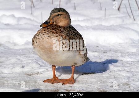 Leukistik Mallard Enten am See im Winter Stockfoto