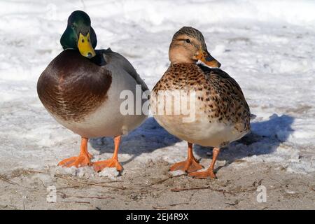 Leukistik Mallard Enten am See im Winter Stockfoto