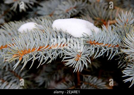 Nahaufnahme zeigt einen Fichtenzweig mit Schneekappe. Die ungewöhnliche türkisfarbene Farbe der Nadeln ist toll. Stockfoto